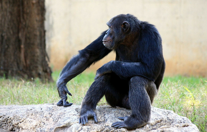 chimpanzé dans un parc