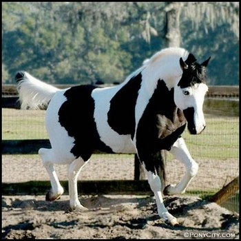 Photo d’un cheval à robe tachetée noire et blanche.