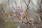 Branches d’arbre.