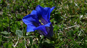 Fleur bleue des montagnes dans l'herbe.