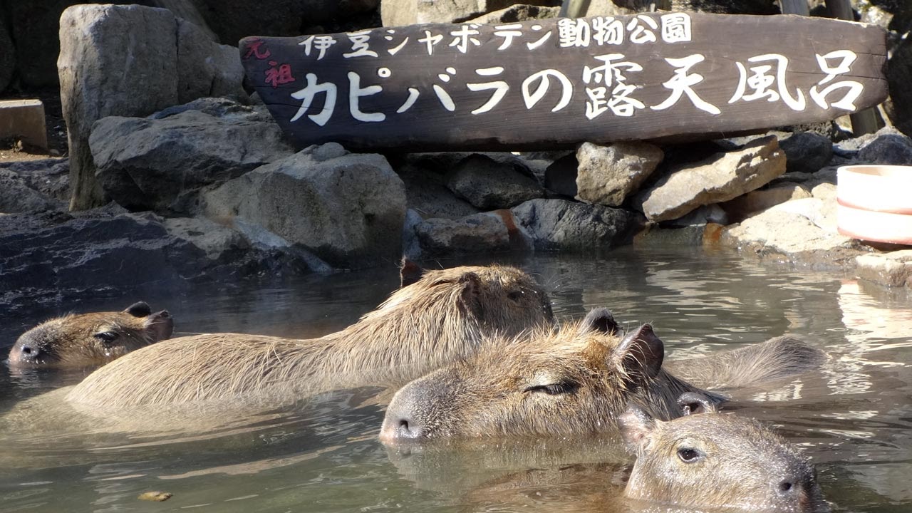 Photo de capybaras dans l'eau d'un onsen