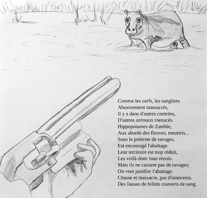 Hippopotame chassé