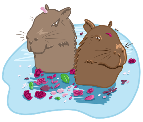 capybaras amoureux dans l'eau