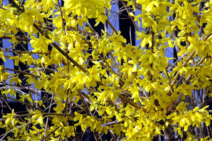 Photo d'un forsythia en fleurs.