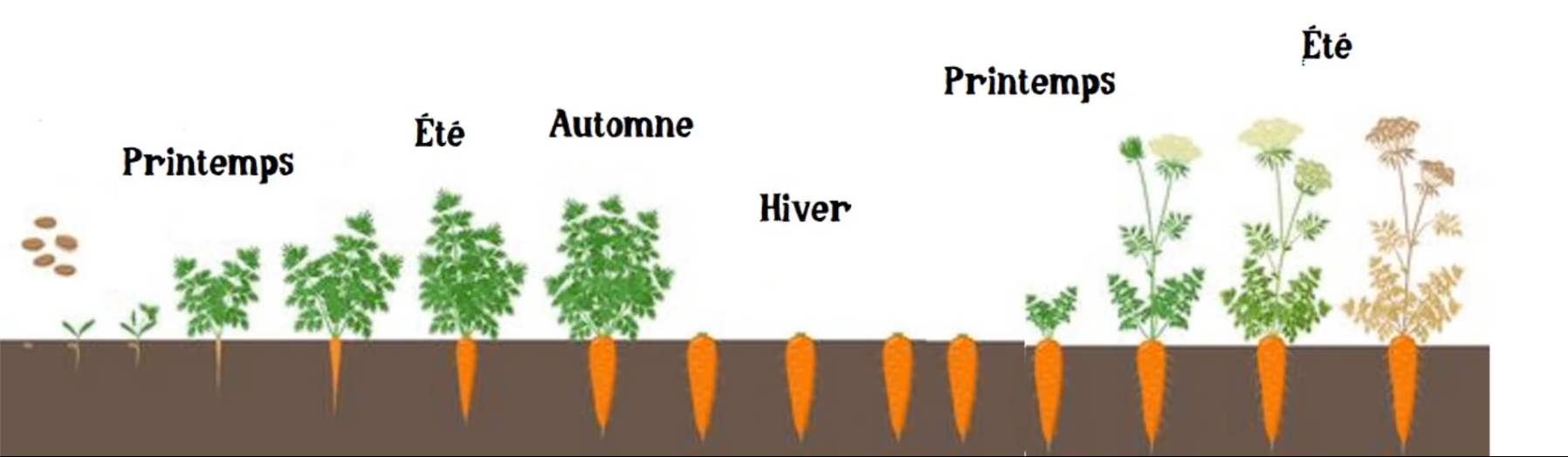 schéma de la floraison des carottes d’une année sur l’autre