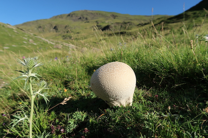 Champiboule.