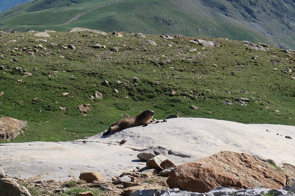 Marmotte qui bronze  au soleil.