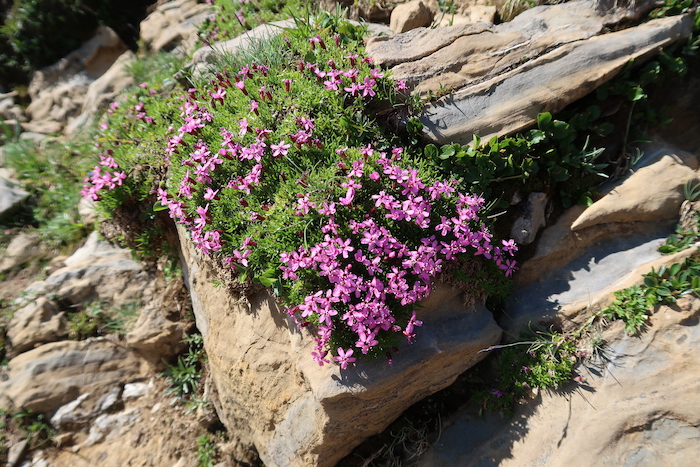 Jolies fleurs.