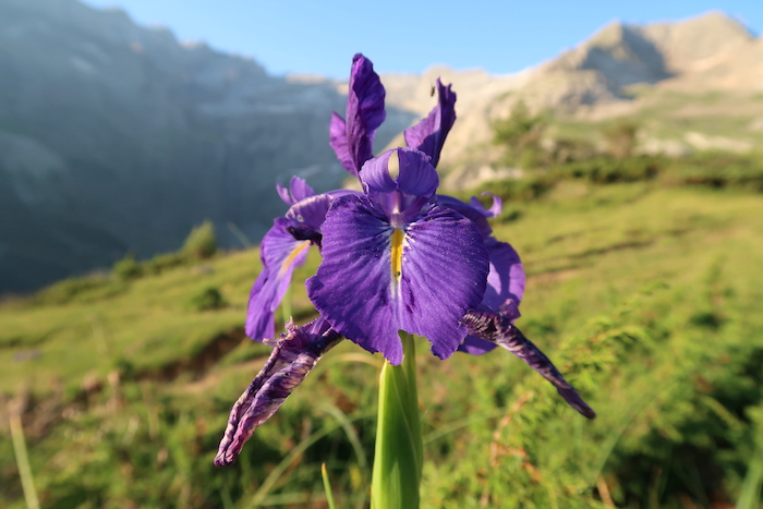 Iris des Pyrénnées.