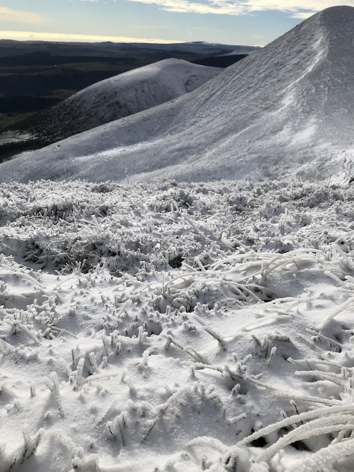 Champ d'anémones de glace.