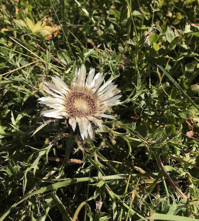 Fleur argentée.