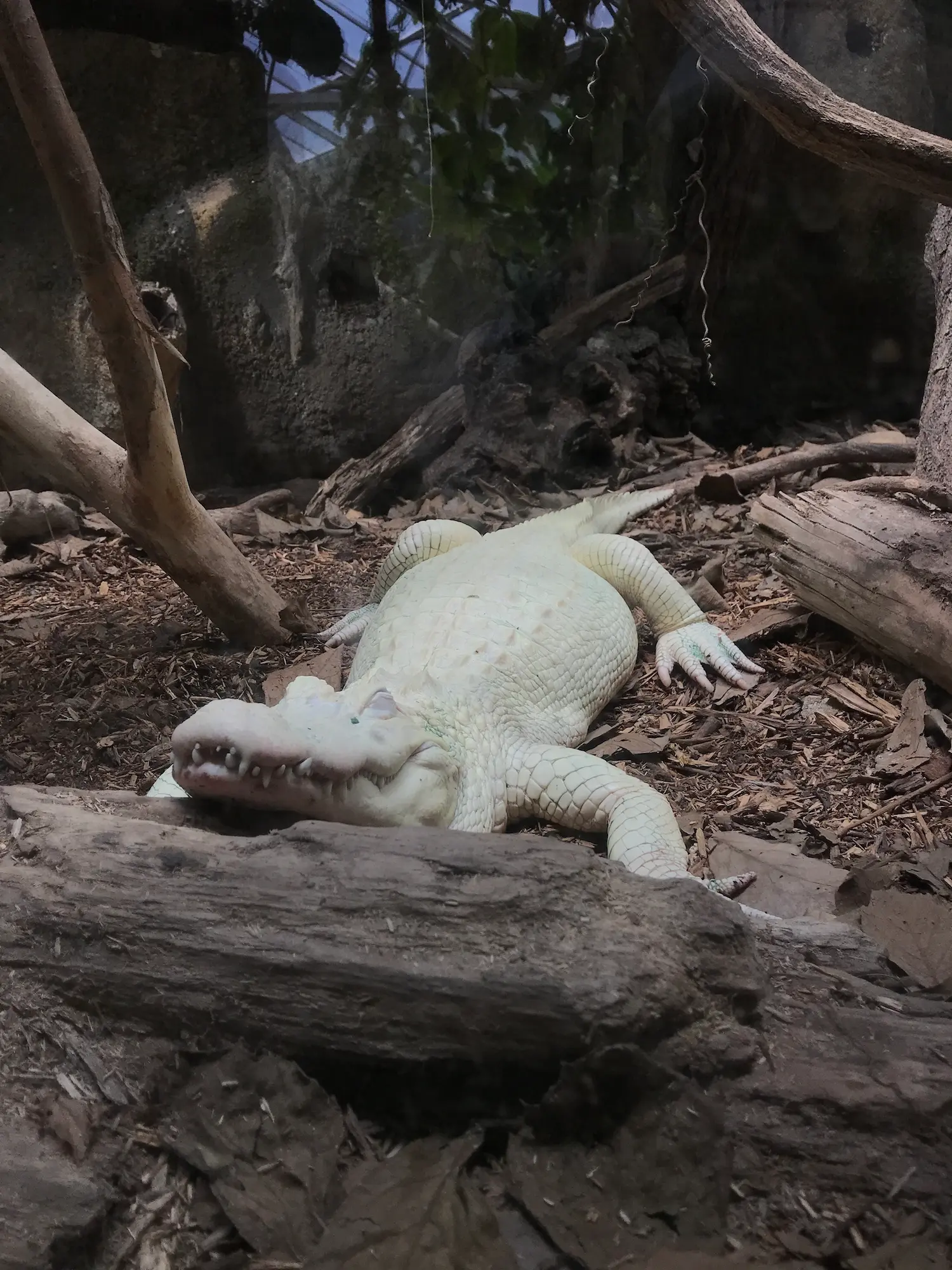 Alligator Albinos.