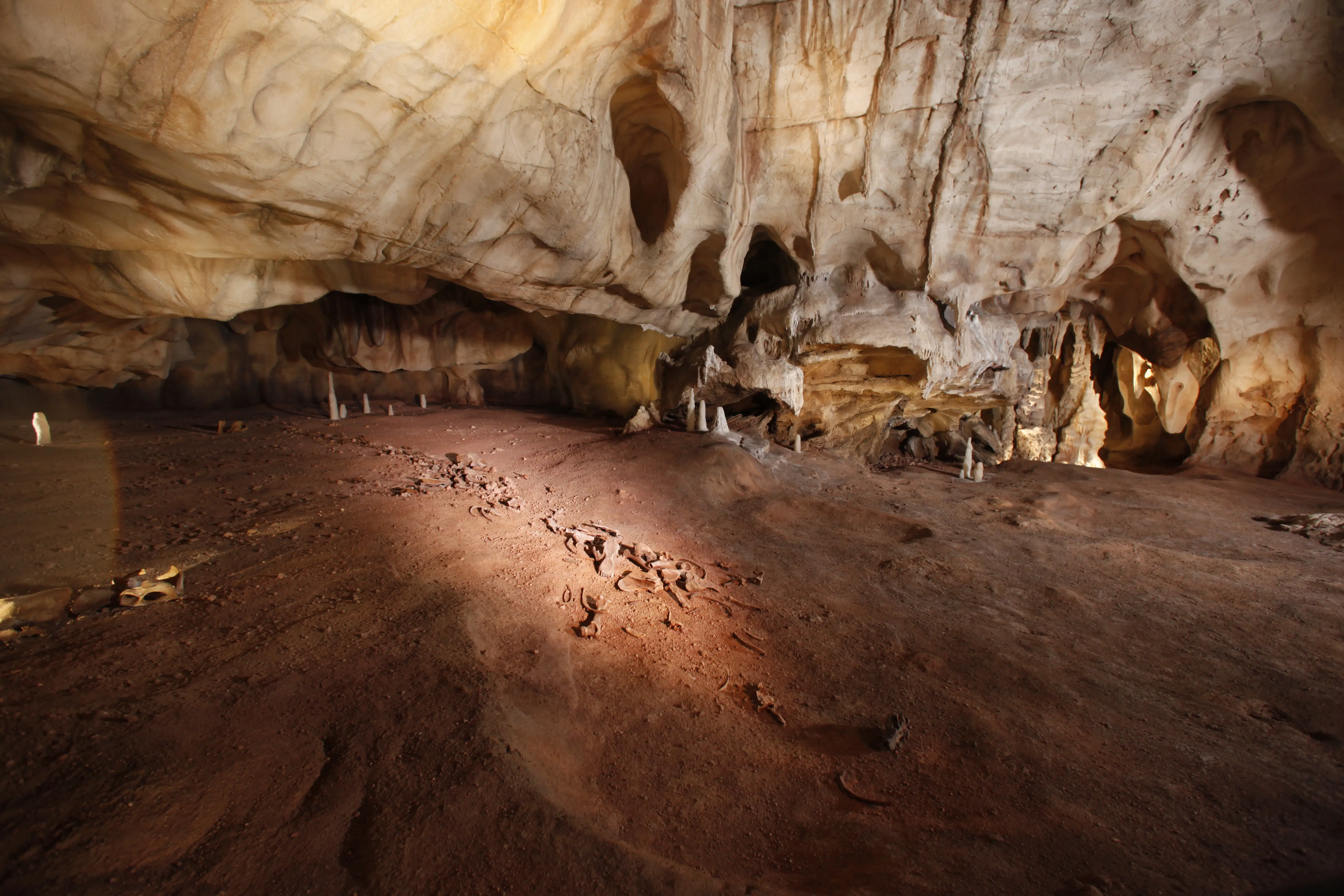 Salle des bauges des ours