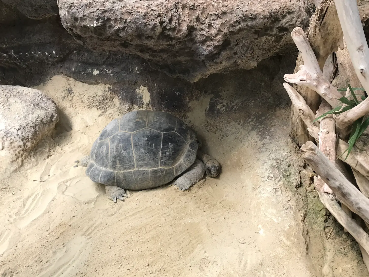 Tortue de Galapagos.