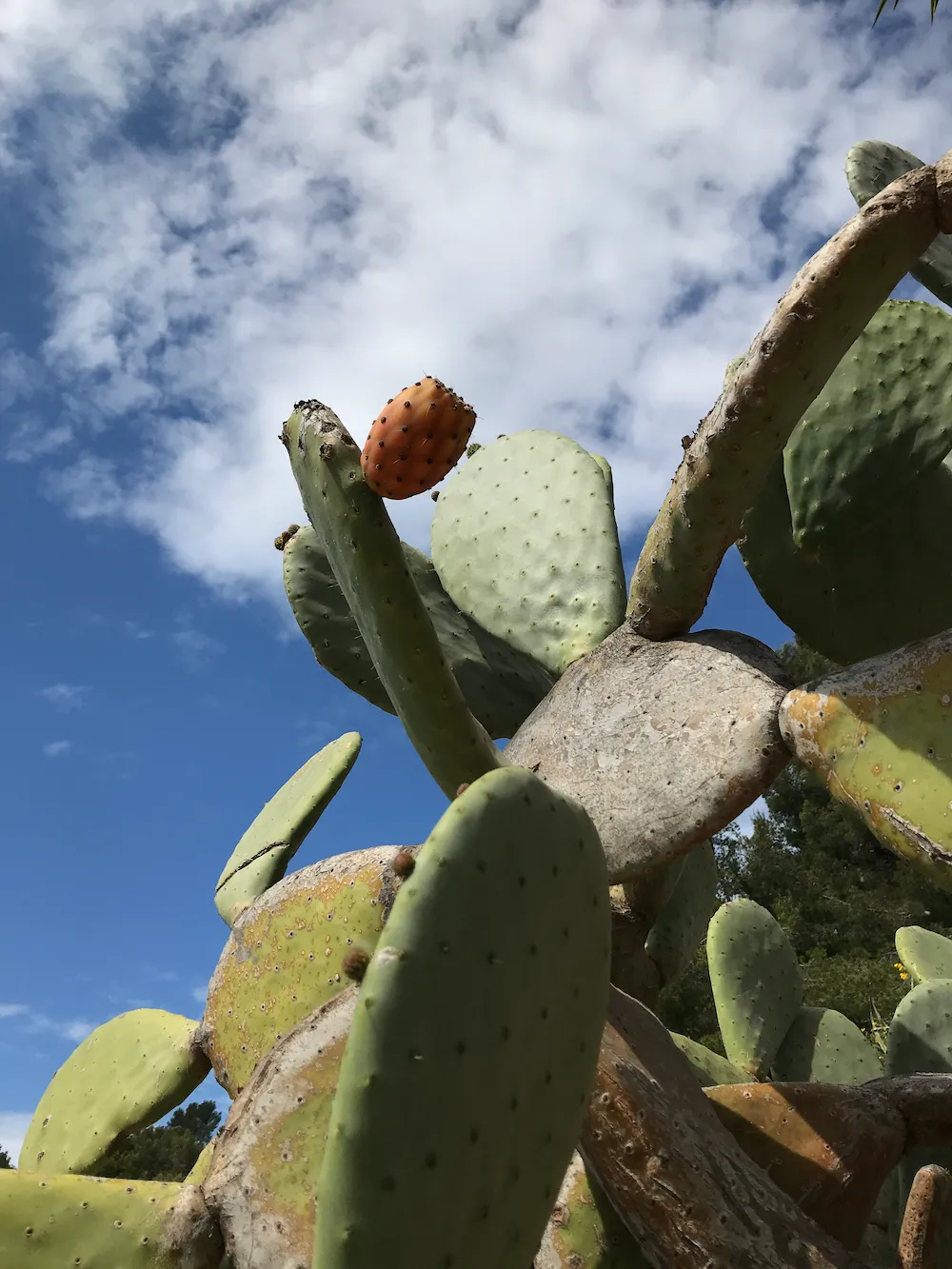 Énorme cactus.