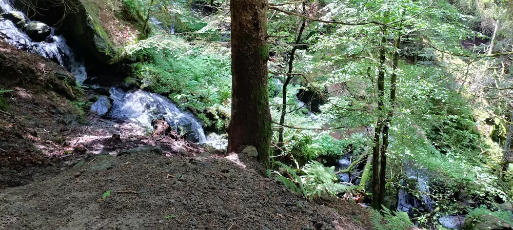 Cours d'eau dans la forêt.