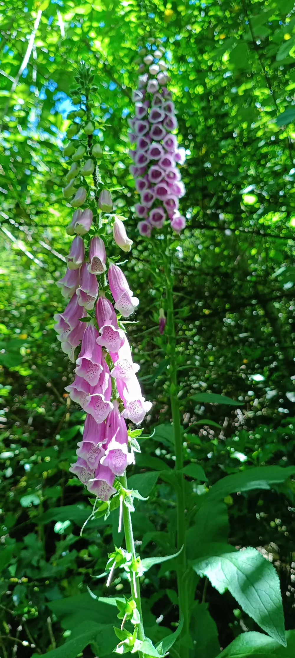 Jolies fleurs en forme de trompettes roses.