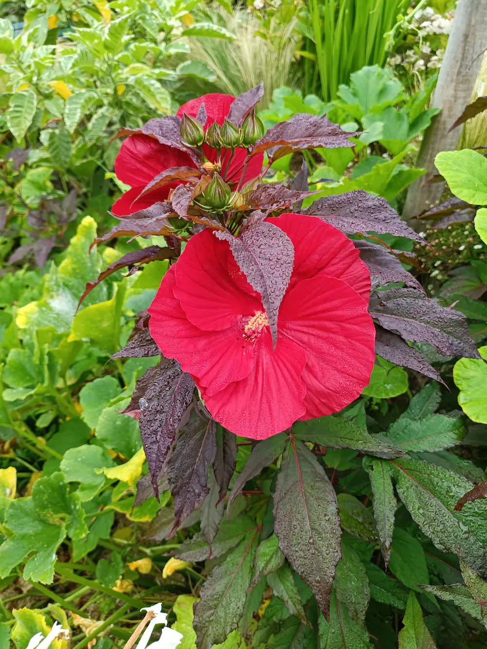 Fleurs.