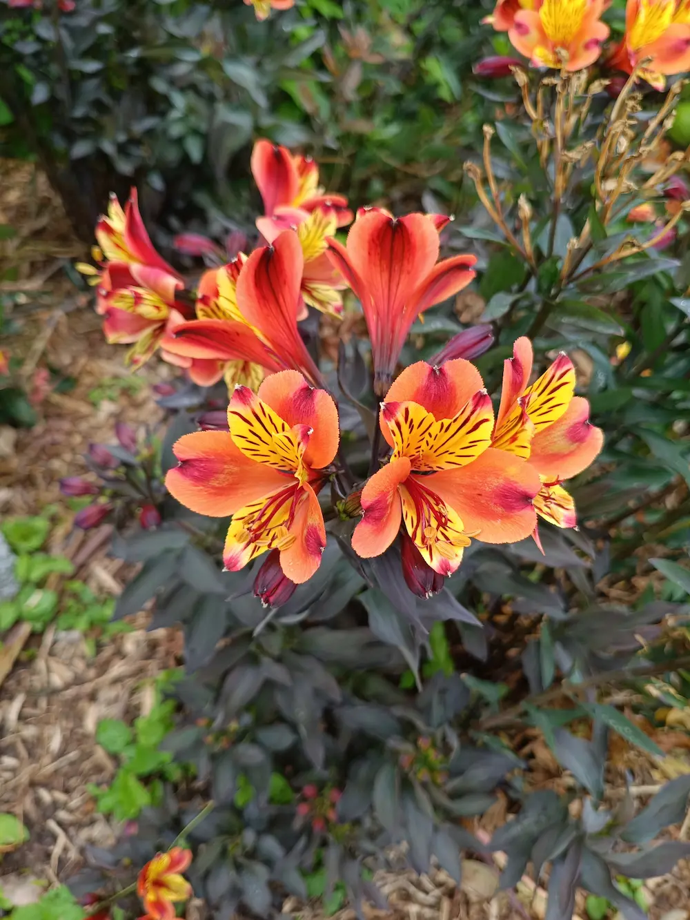 Fleurs.