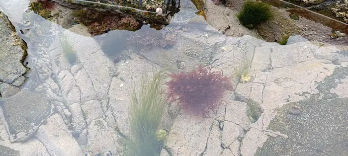 Un trou d'eau à marée basse avec algues dedans.