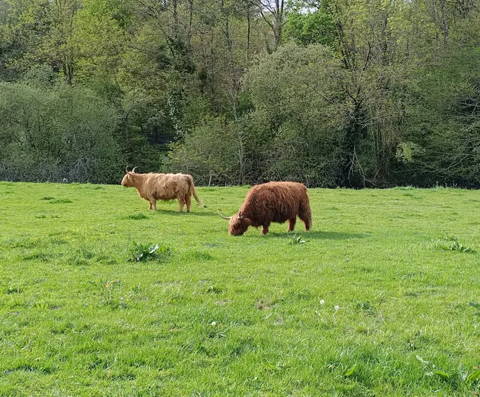 Des vaches bisons.