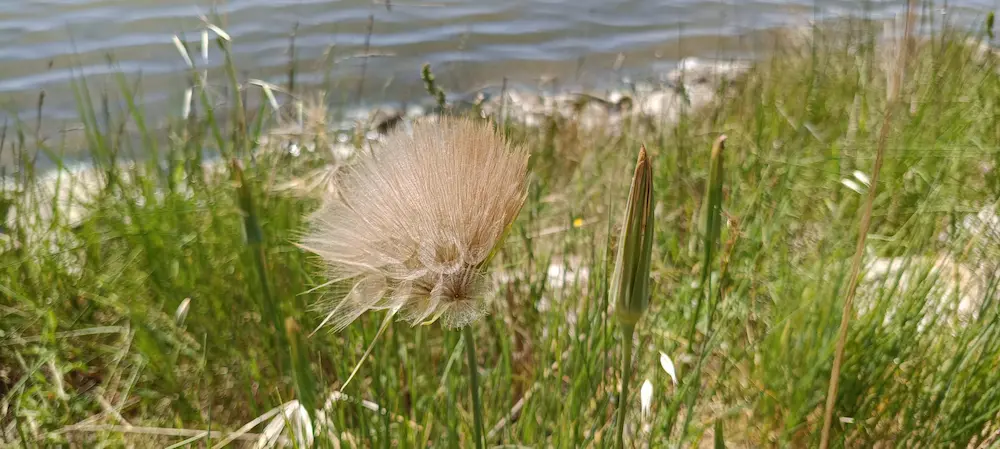 Une fleur en bord de mer.