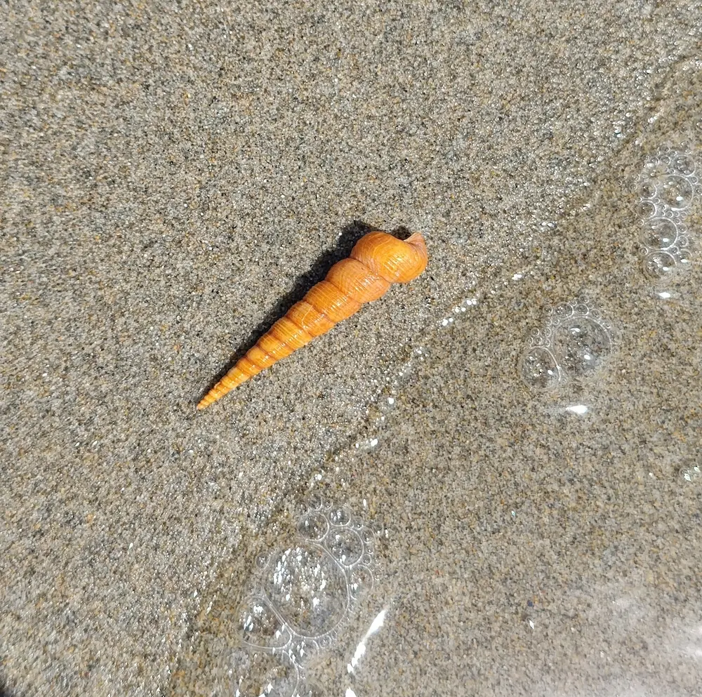 Un coquillage en spirale orange.