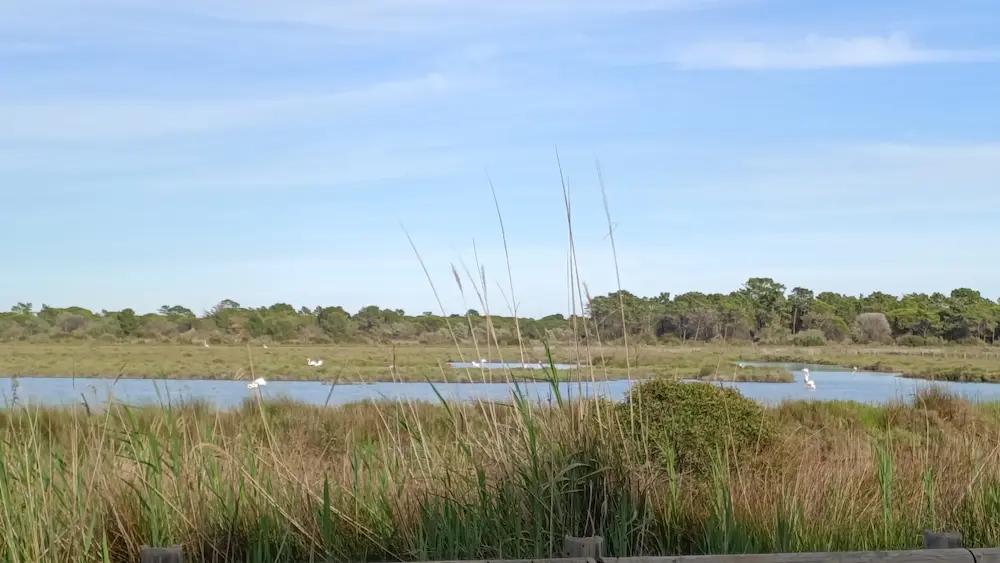 Des flamants roses dans un étang.