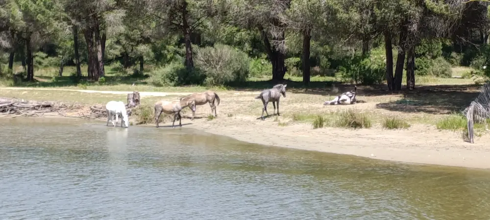 Des chevaux au bord d'un étang.