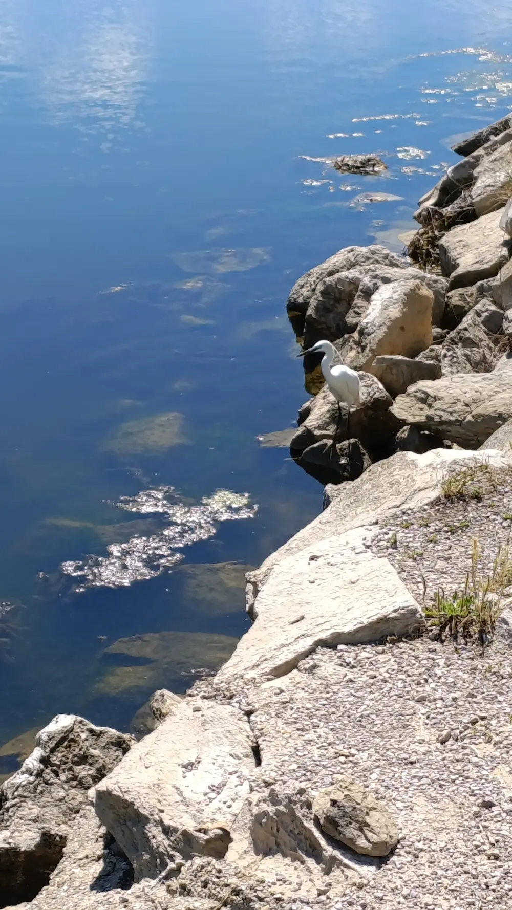 Une aigrette blanche au bord d'un étang.