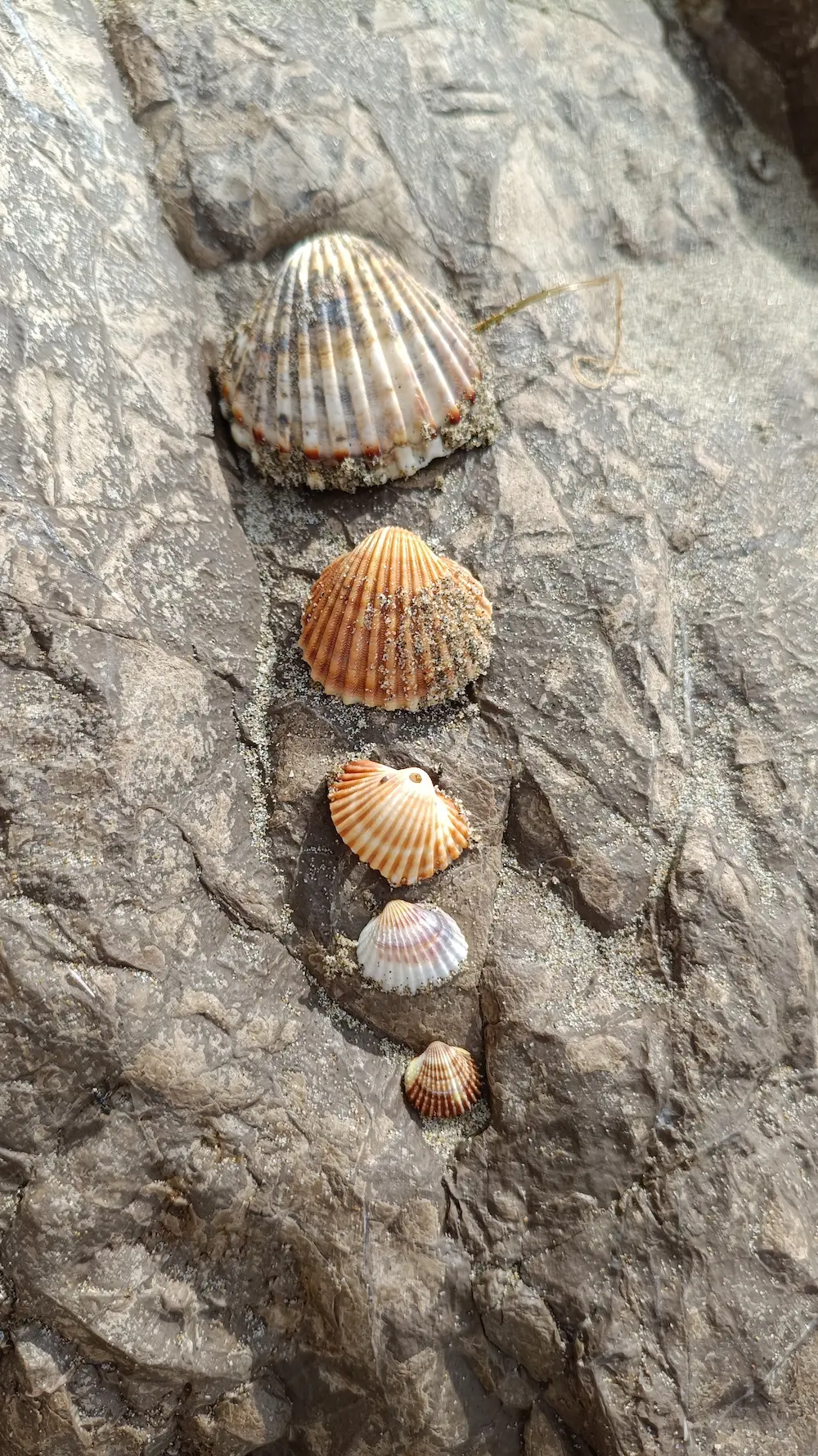 Des coquillages de tailles différentes.